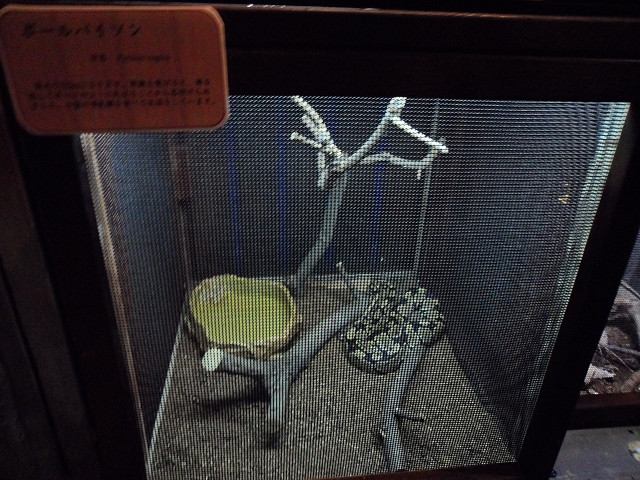numazu0679.jpg