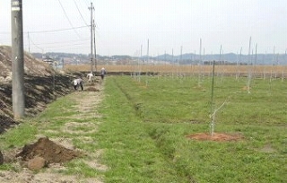 ファームよつばの果樹園