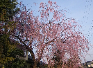 しだれ桜