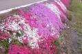 芝桜拡大