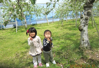 りんご園で・いとこどうし