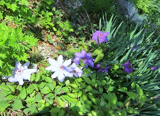 クレマチスの花