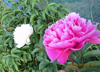 芍薬の花