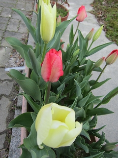 IMG_7309.jpg