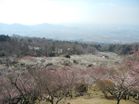 筑波梅まつり (3)