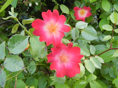 20130508 (3)
