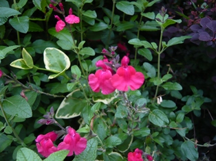 20130519花 (1)