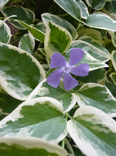 20130519花 (3)