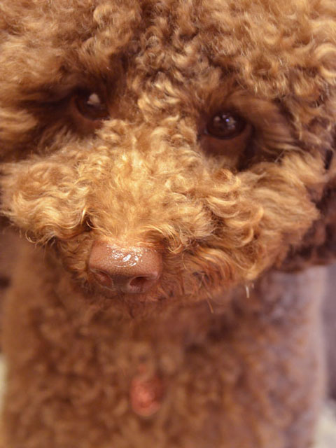 20121224cris5mm.jpg