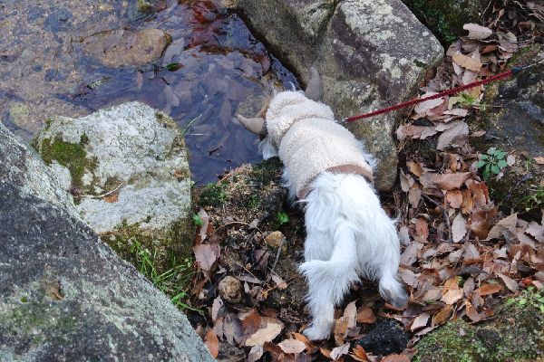 DSC_0168.jpg