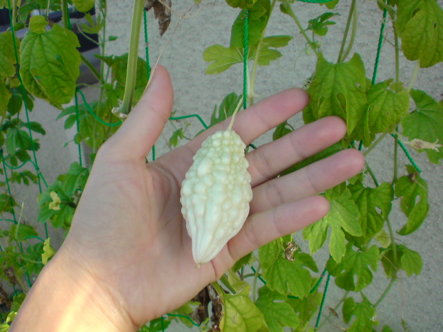 DSC00058.jpg
