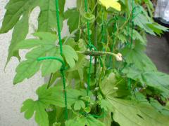 DSC00466.jpg