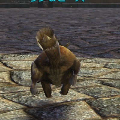 ウサギ2