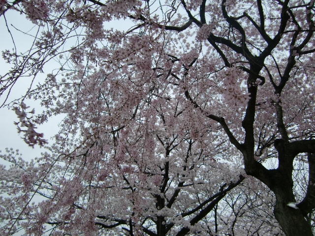 2011_0413_171327-CIMG6989.jpg