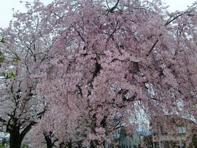 2011_0413_171622-CIMG6999.jpg
