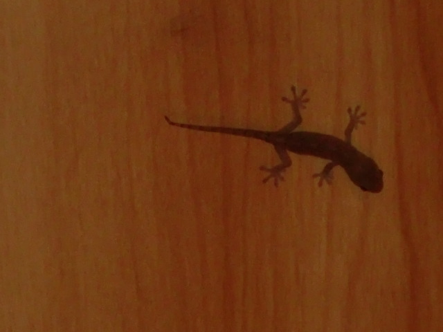2012_0924_205711-CIMG8159.jpg