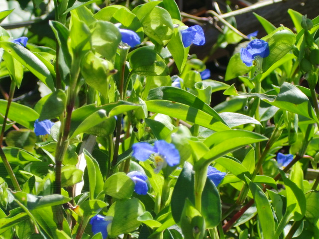 2012_1004_124214-CIMG8389.jpg