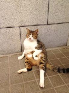 ねこ