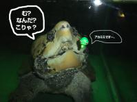 ワニガメ1