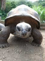 ゾウガメ