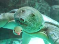 すっぽんさん2