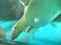 すっぽんさん3