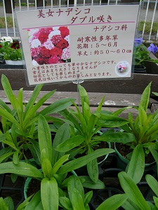 P1160705.jpg