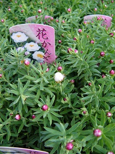 P1160883.jpg