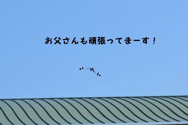 CSC_0220.jpg