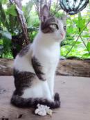 島ねこ