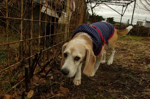 121223-15charlie01.jpg