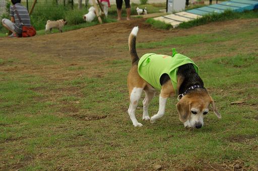 120922-14cooky walk03