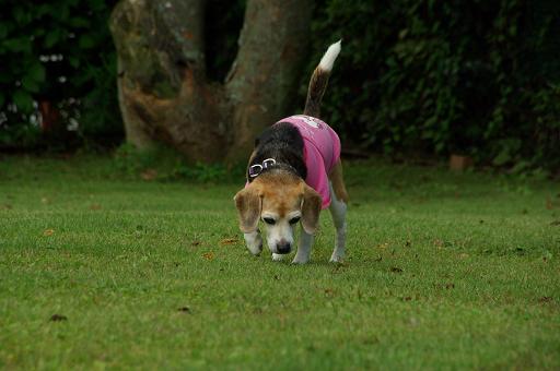 120929-09cooky walk