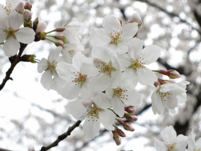 shuku-IMG_0122.jpg