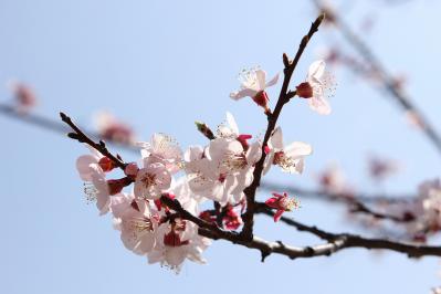 shuku-IMG_2561.jpg