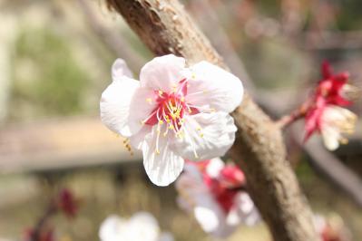 shuku-IMG_2583.jpg