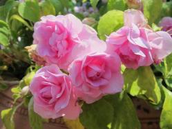 20120527 060