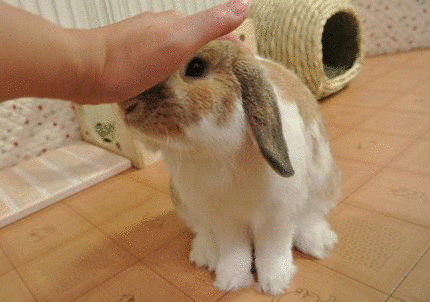 1338087835F4lMZcLGT7N_mrg.gif