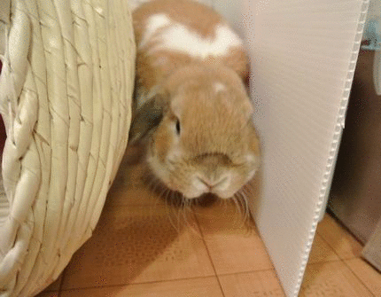 1340770626fBDwxbTSlS7AmXL.gif