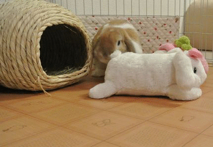 1350534112UWx_OoUYQX2XIud_1350534111.gif