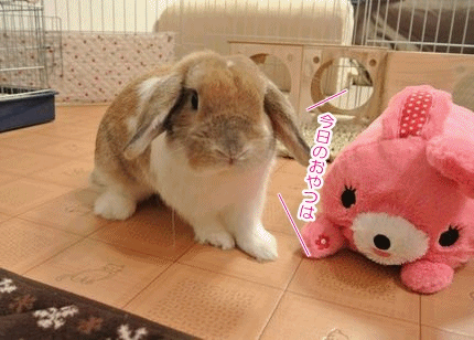 20121229.gif