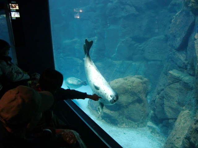 海遊館③