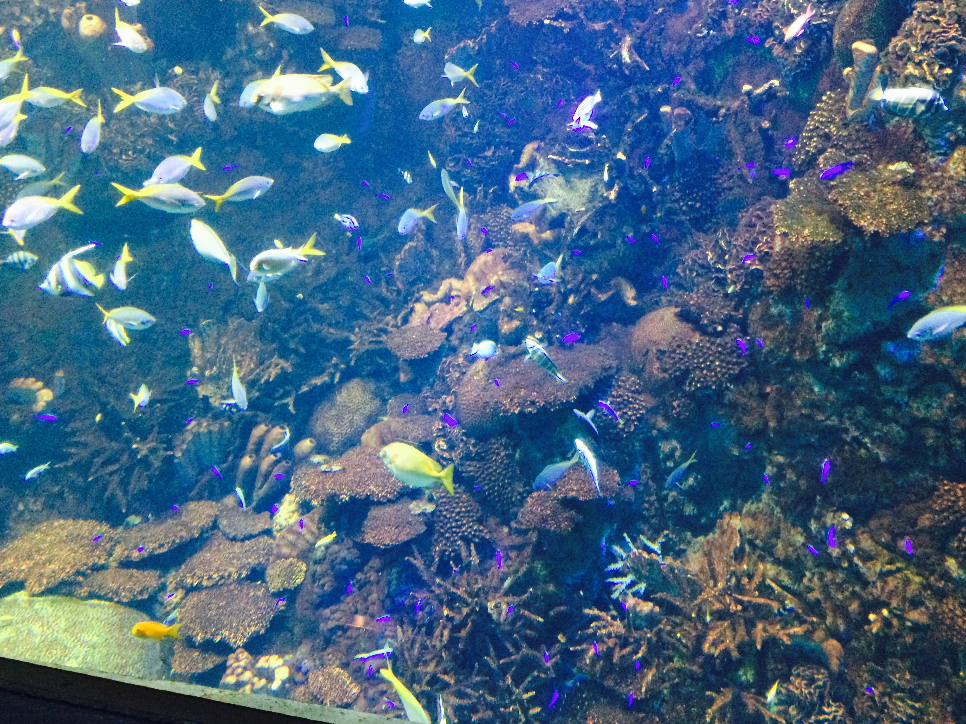海遊館④