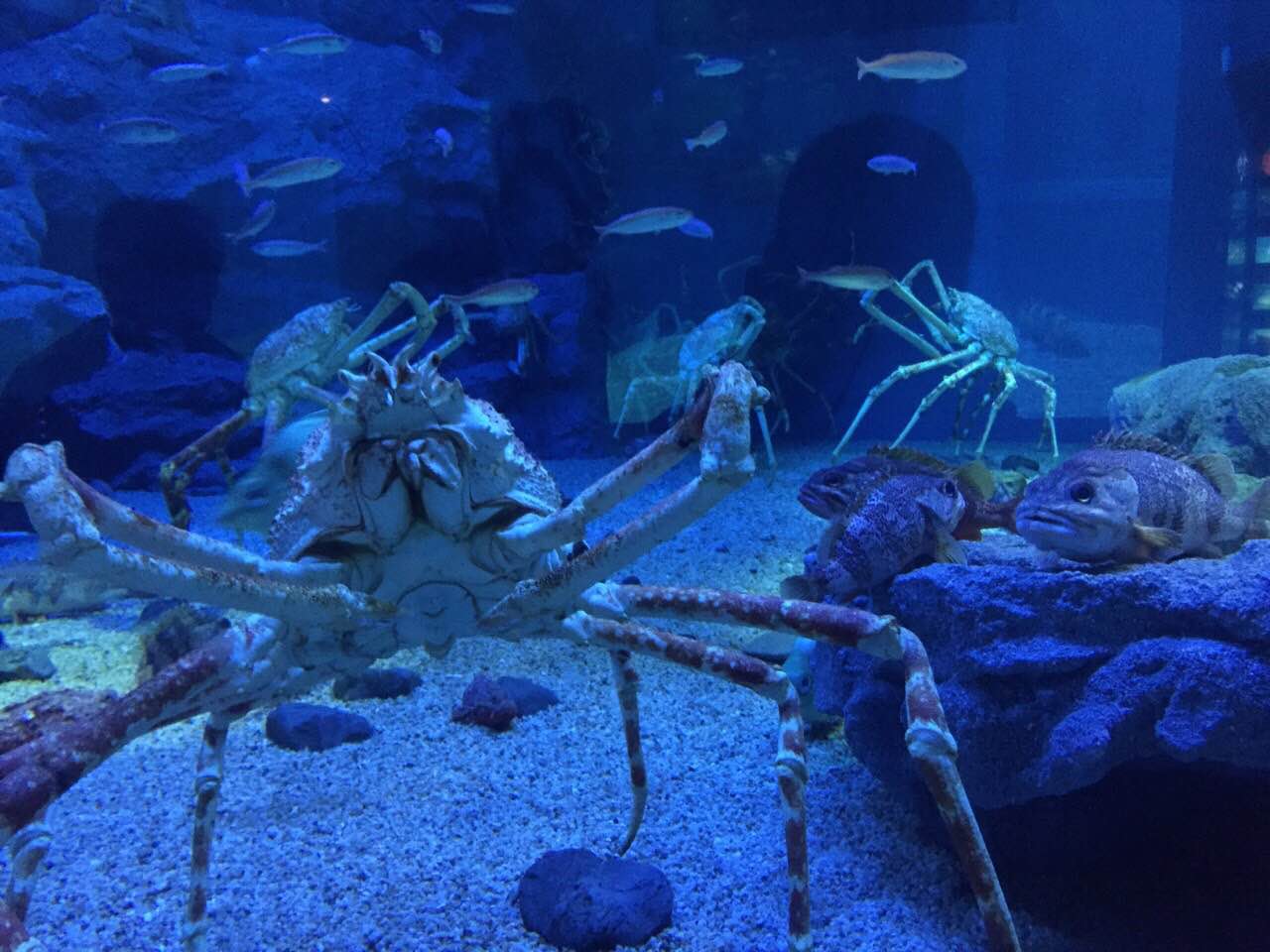 海遊館⑤