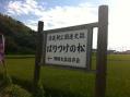 はりつけ