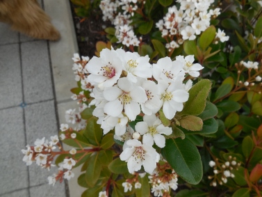 DSCN3598 (377x283)