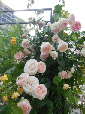 DSCN3917 (283x377)