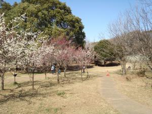 00近くの公園梅の花花
