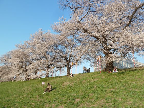 白石川堤一目千本桜