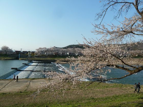 白石川と桜